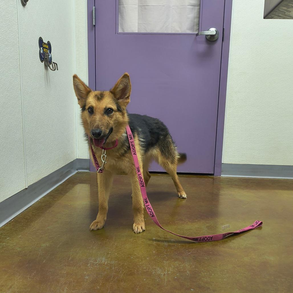 Enlarge Latte, a Adoptable mixed breed in Albuquerque, NM image 5/6