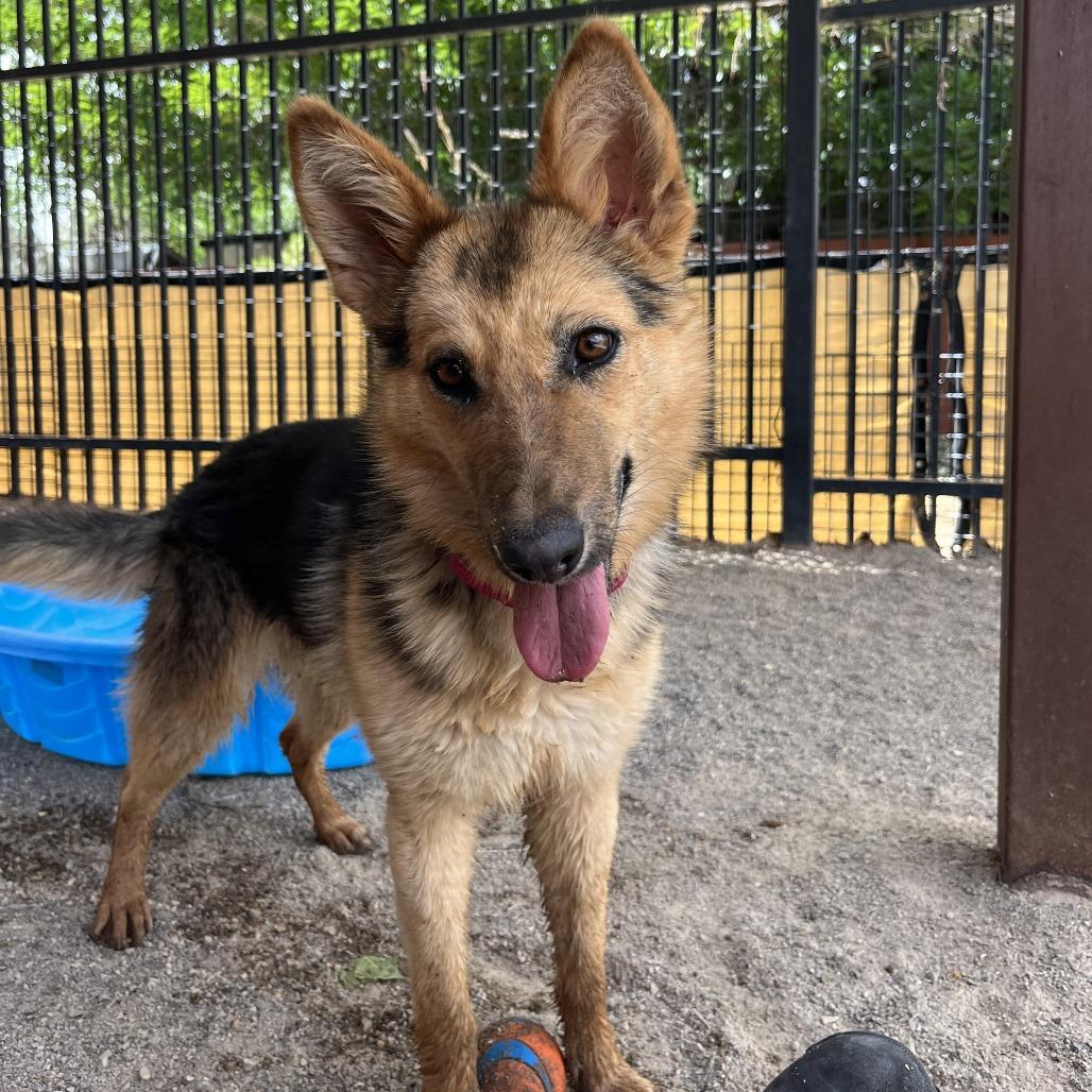 Enlarge Latte, a Adoptable mixed breed in Albuquerque, NM image 6/6