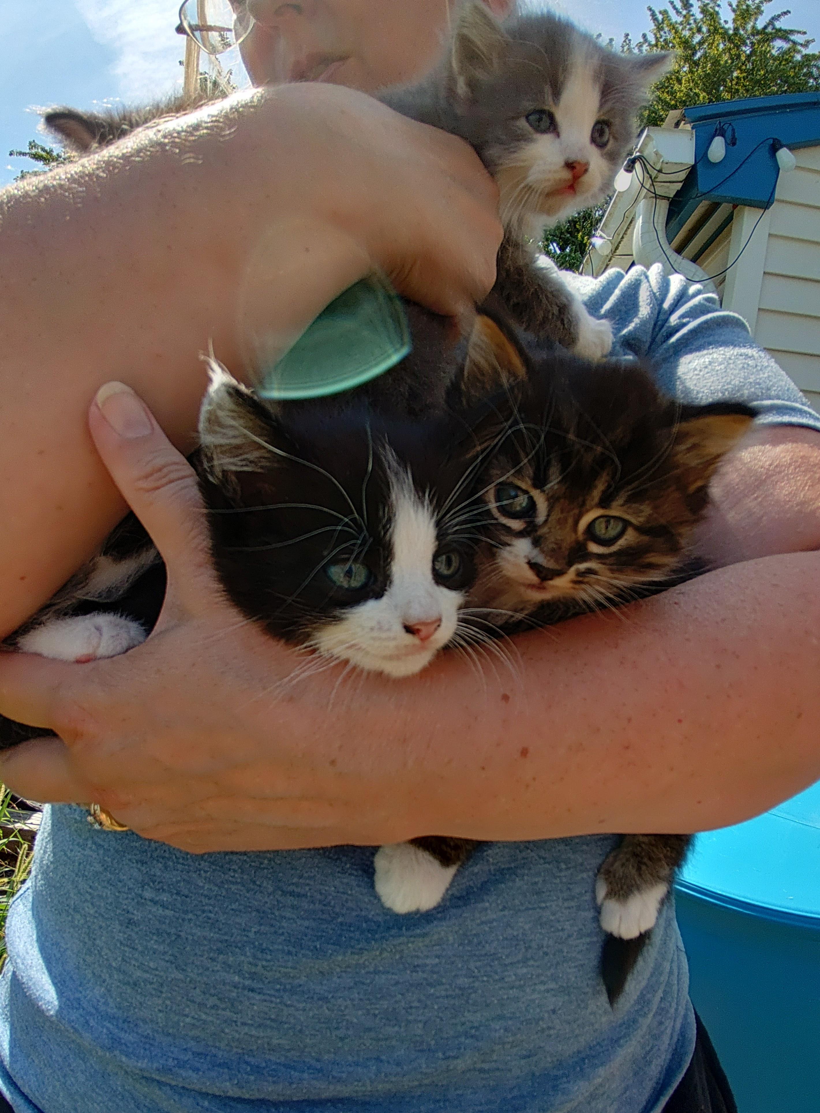 Enlarge Cassie's Kittens - Jasmine, a Adopted Domestic Short Hair in Ottawa Lake, MI image 1/5