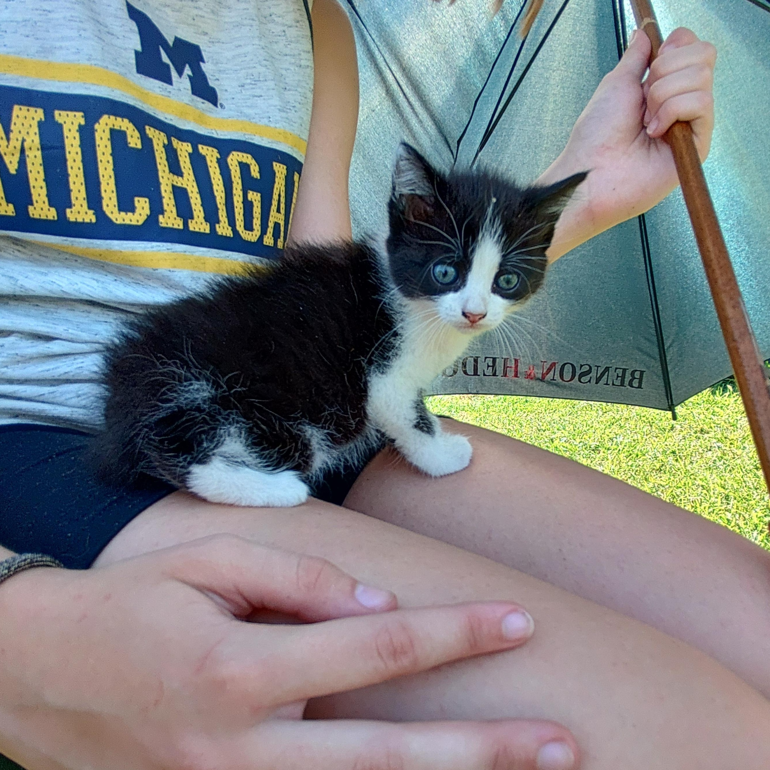 Enlarge Cassie's Kittens - Jasmine, a Adopted Domestic Short Hair in Ottawa Lake, MI image 4/5