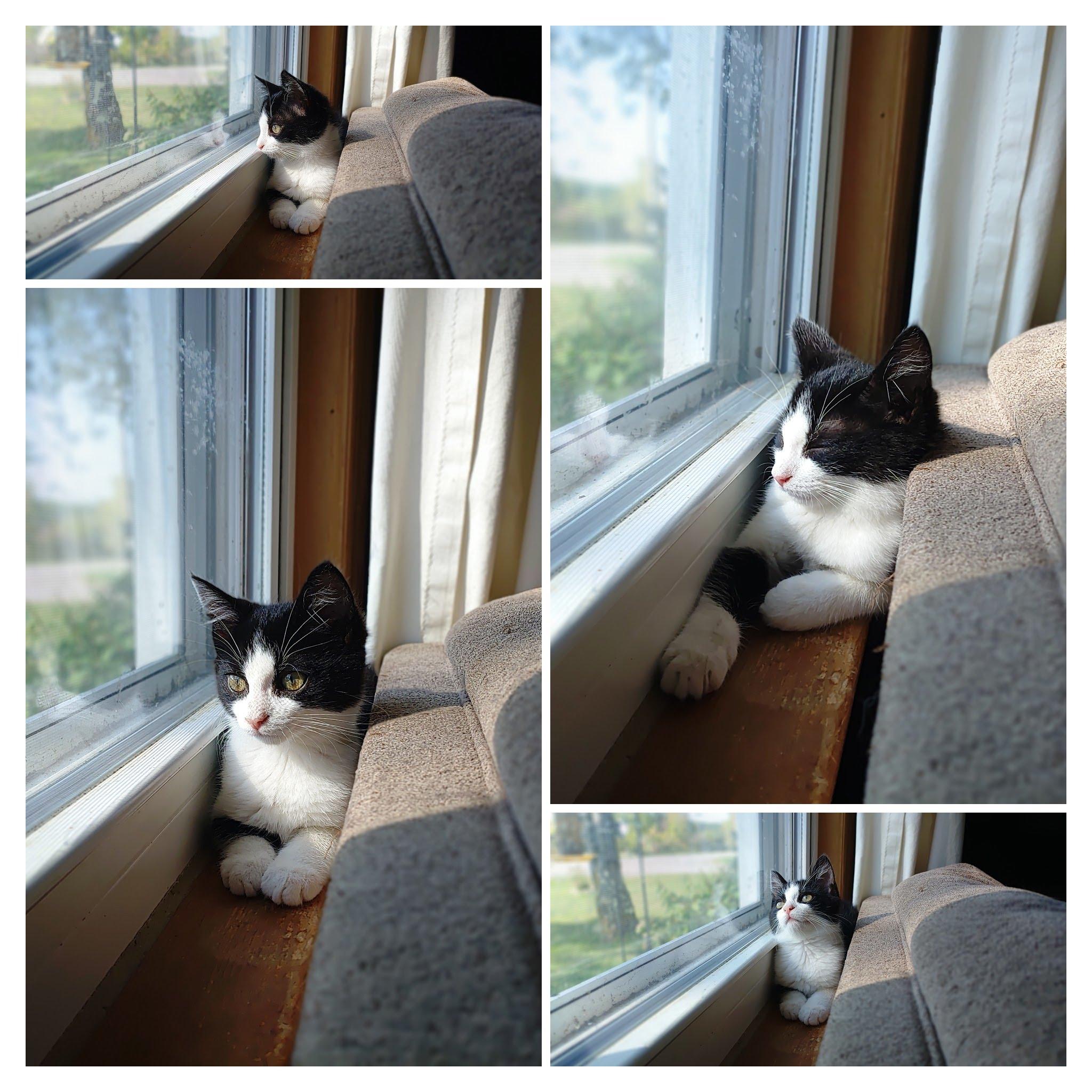Cassie's Kittens - Jasmine, Adopted, Kitten Female Domestic Short Hair.