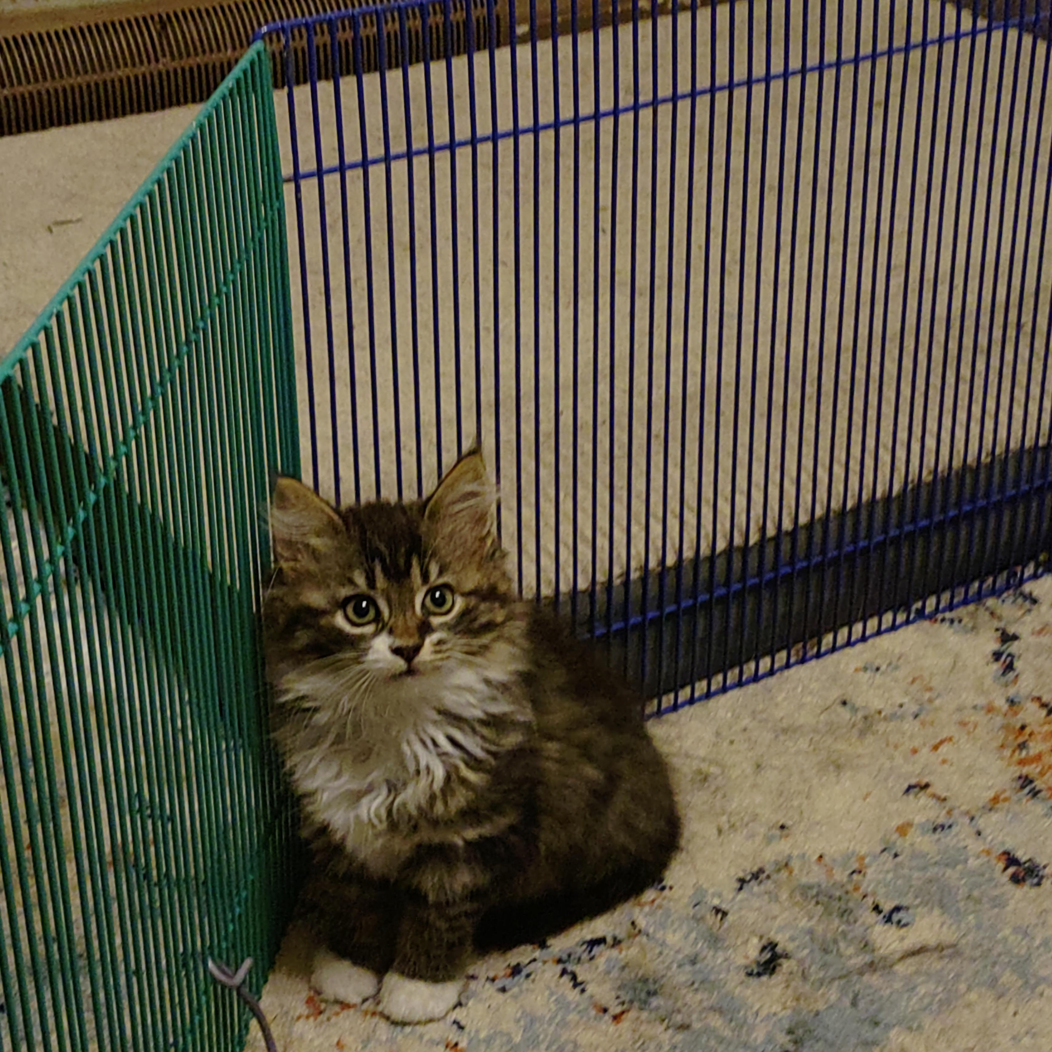 Enlarge Cassie's Kittens - Jasmine, a Adopted Domestic Short Hair in Ottawa Lake, MI image 5/5