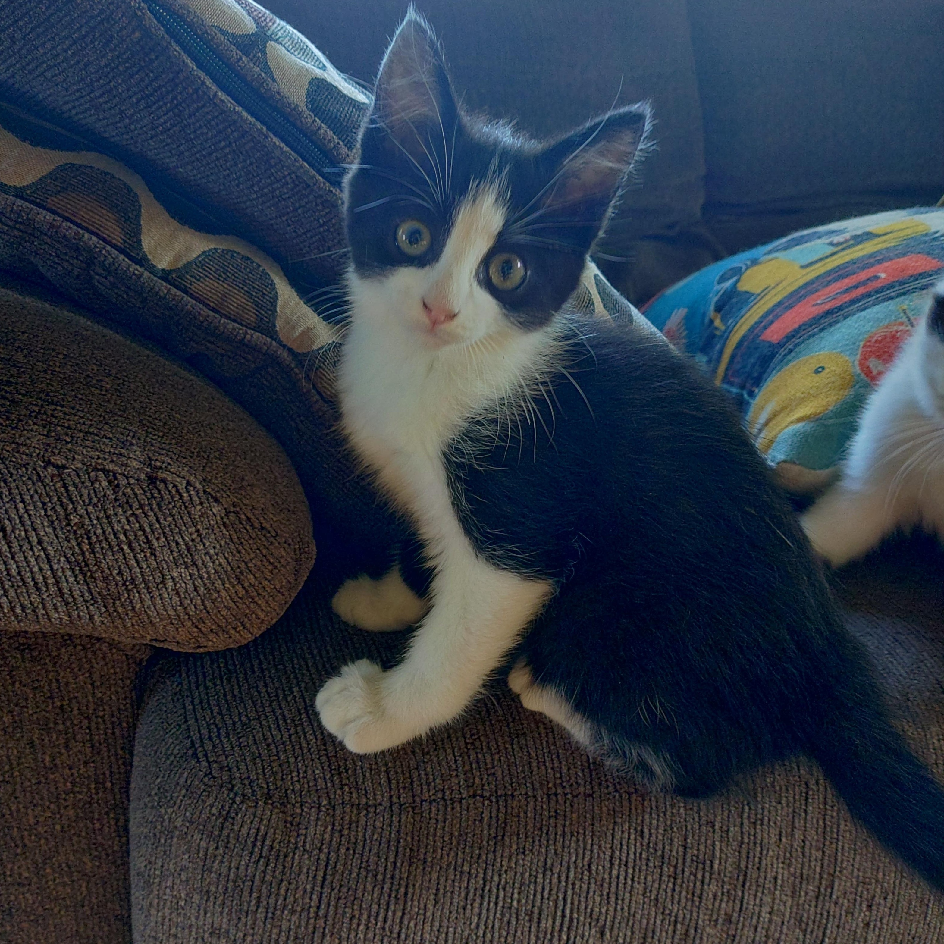 Enlarge Cassie's Kittens - Jasmine, a Adopted Domestic Short Hair in Ottawa Lake, MI image 3/5