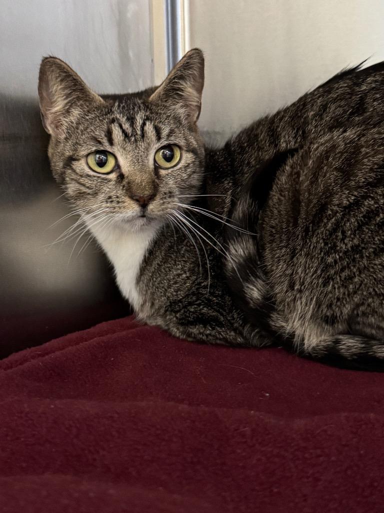 Biscuit, Adoptable, Adult Female Domestic Short Hair.