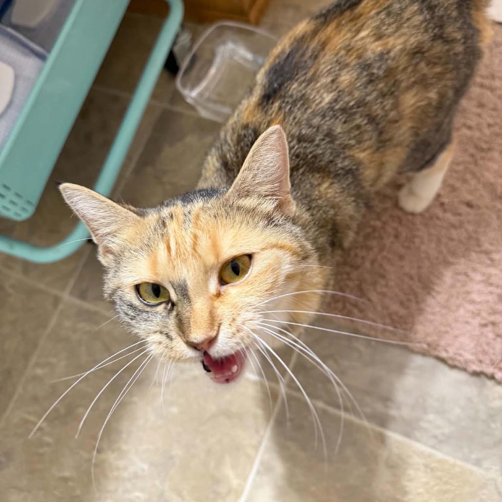Maggie *Meet me at Eden Prairie Petsmart*, Adoptable, Adult Female Domestic Short Hair.