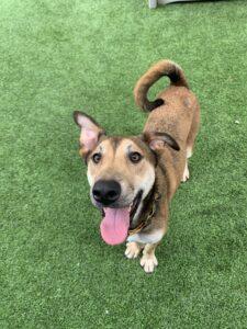 Lilo, Adoptable, Adult Female Hound.