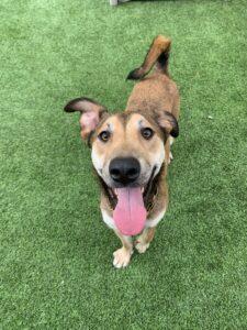 Enlarge Lilo, a Adoptable Hound in Coronado, CA image 3/3