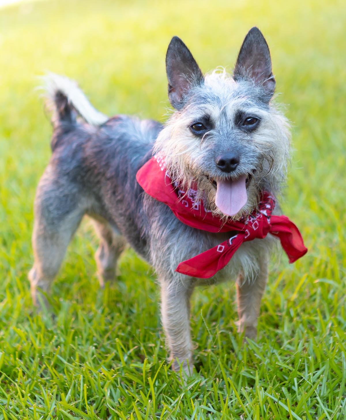 Enlarge Buddy, a Adoptable mixed breed in Zachary, LA image 1/6