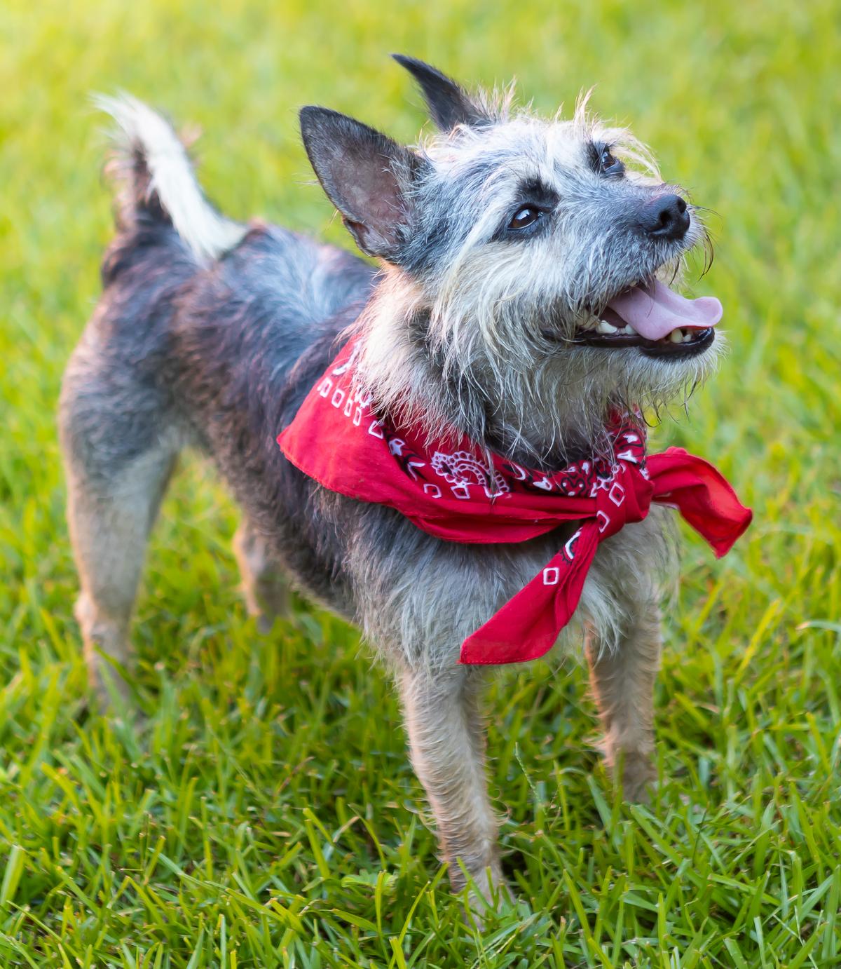 Enlarge Buddy, a Adoptable mixed breed in Zachary, LA image 4/6