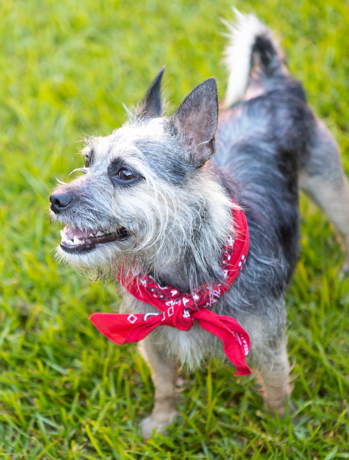 Enlarge Buddy, a Adoptable mixed breed in Zachary, LA image 6/6