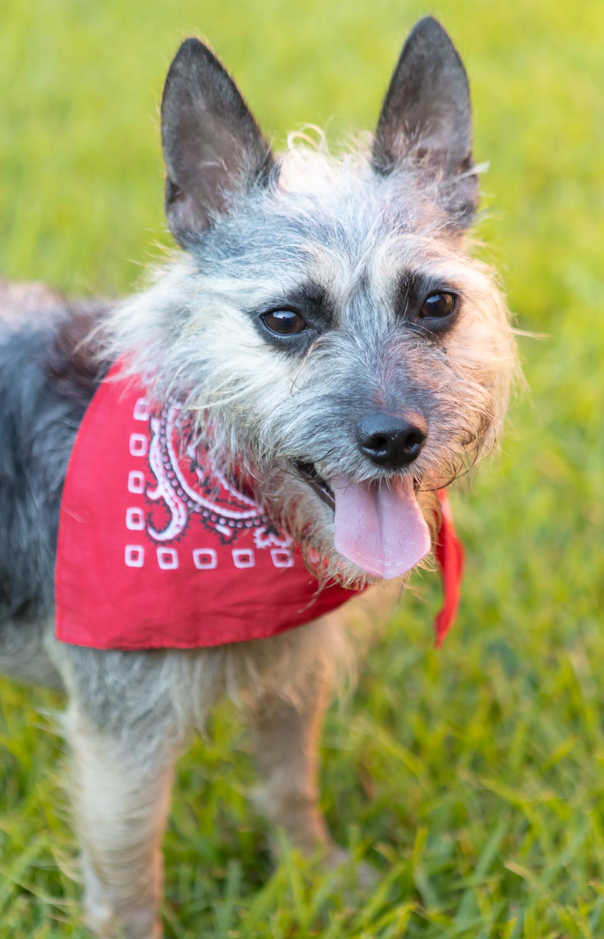 Enlarge Buddy, a Adoptable mixed breed in Zachary, LA image 2/6