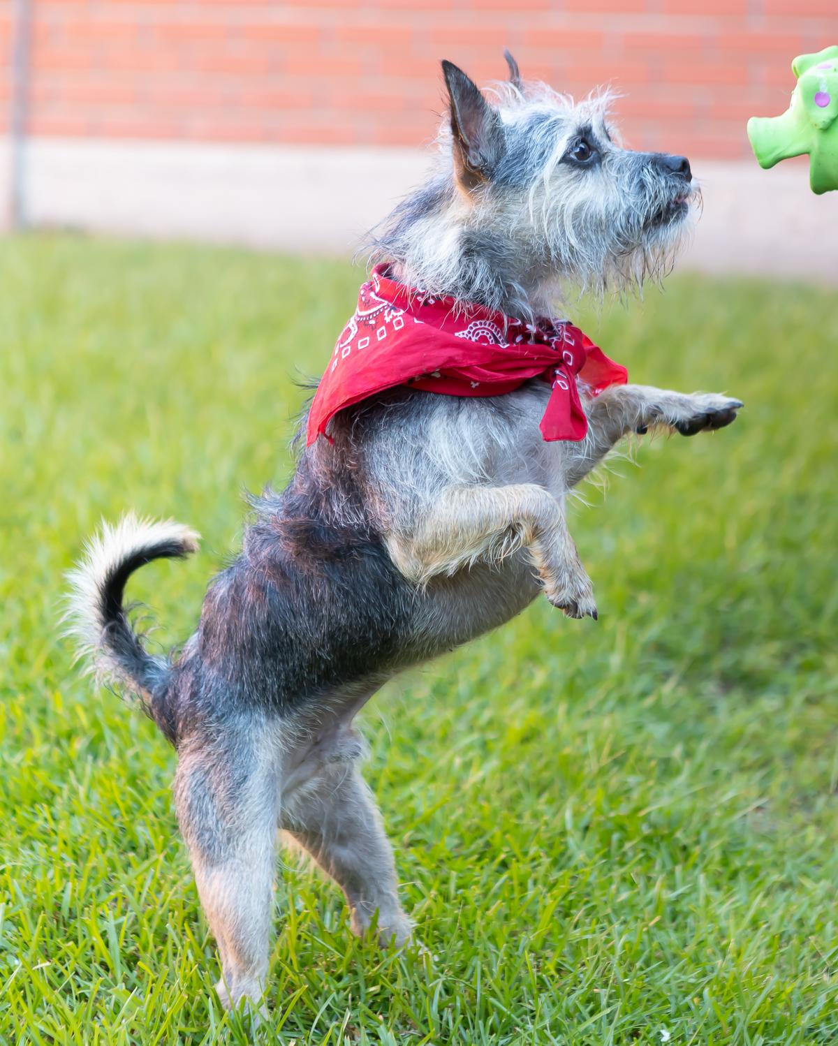 Enlarge Buddy, a Adoptable mixed breed in Zachary, LA image 5/6