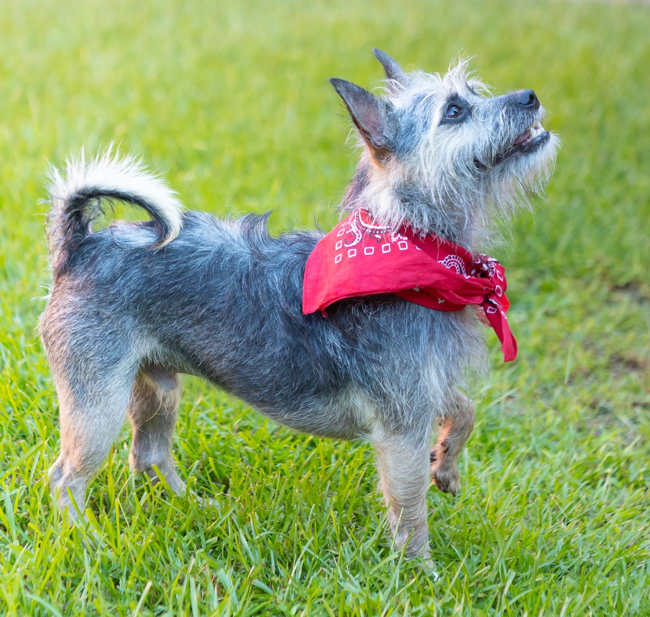 Enlarge Buddy, a Adoptable mixed breed in Zachary, LA image 3/6