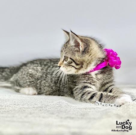 Enlarge Karma, a Adoptable Domestic Short Hair in Washington, DC image 2/3