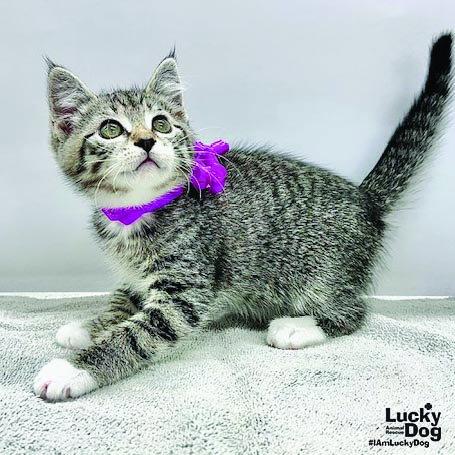 Enlarge Karma, a Adoptable Domestic Short Hair in Washington, DC image 3/3