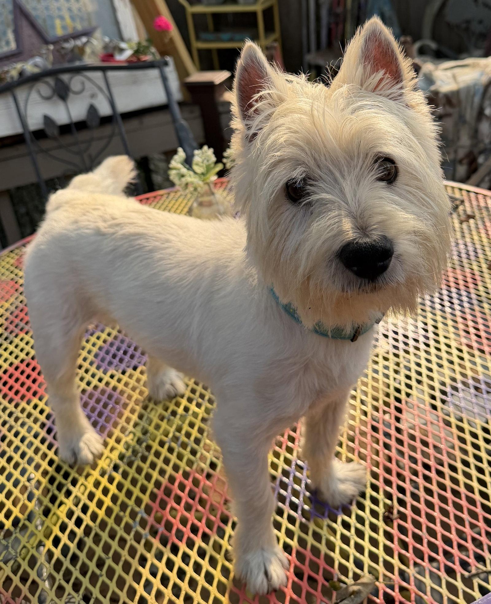 Eddie, Adopted, Adult Male West Highland White Terrier / Westie.