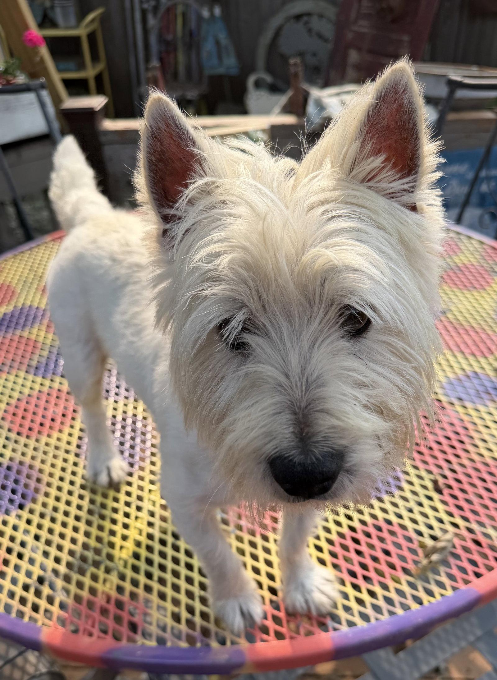 Enlarge Eddie, a Adopted West Highland White Terrier / Westie in Sioux Falls, SD image 2/3