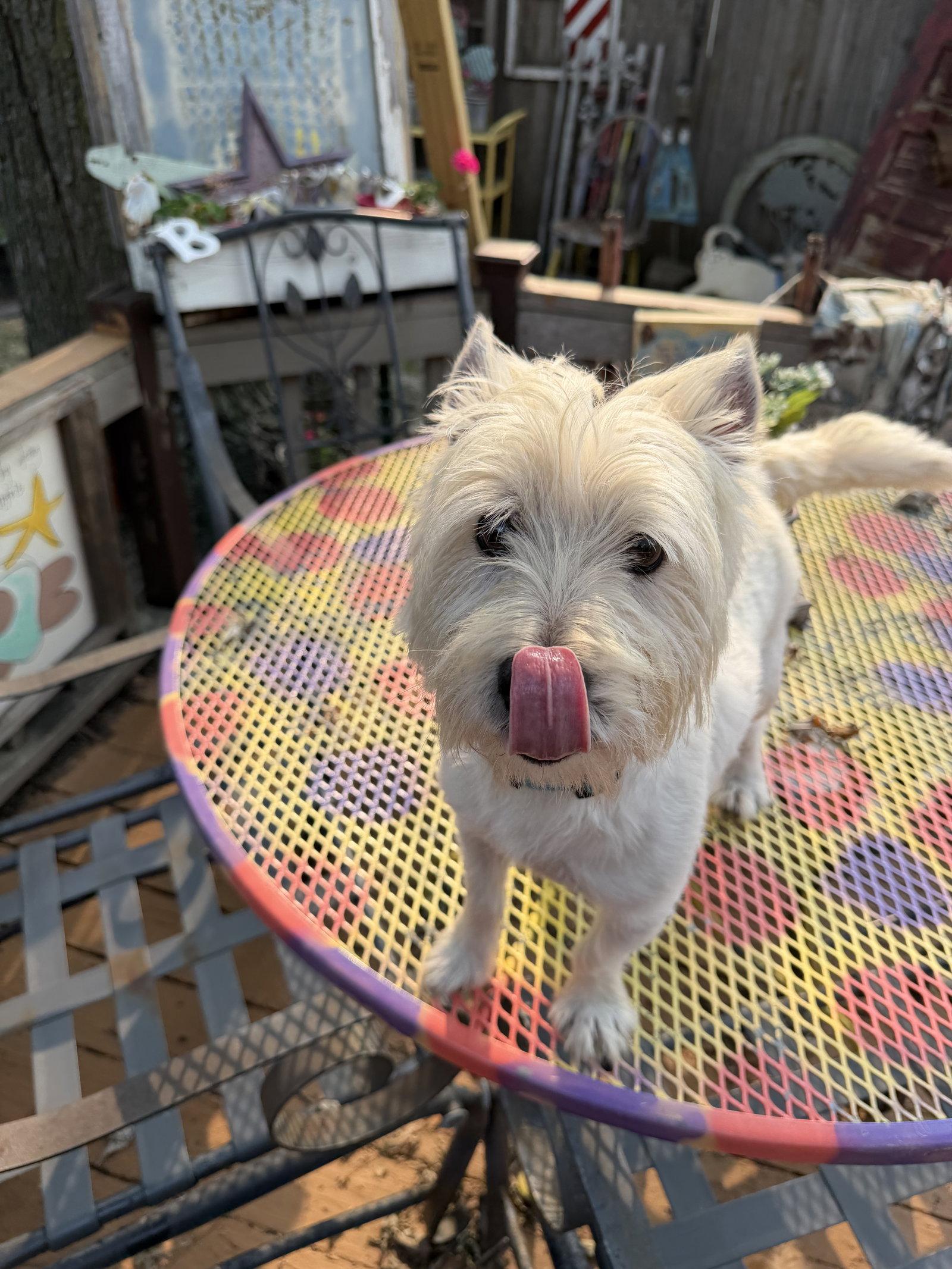 Enlarge Eddie, a Adopted West Highland White Terrier / Westie in Sioux Falls, SD image 3/3