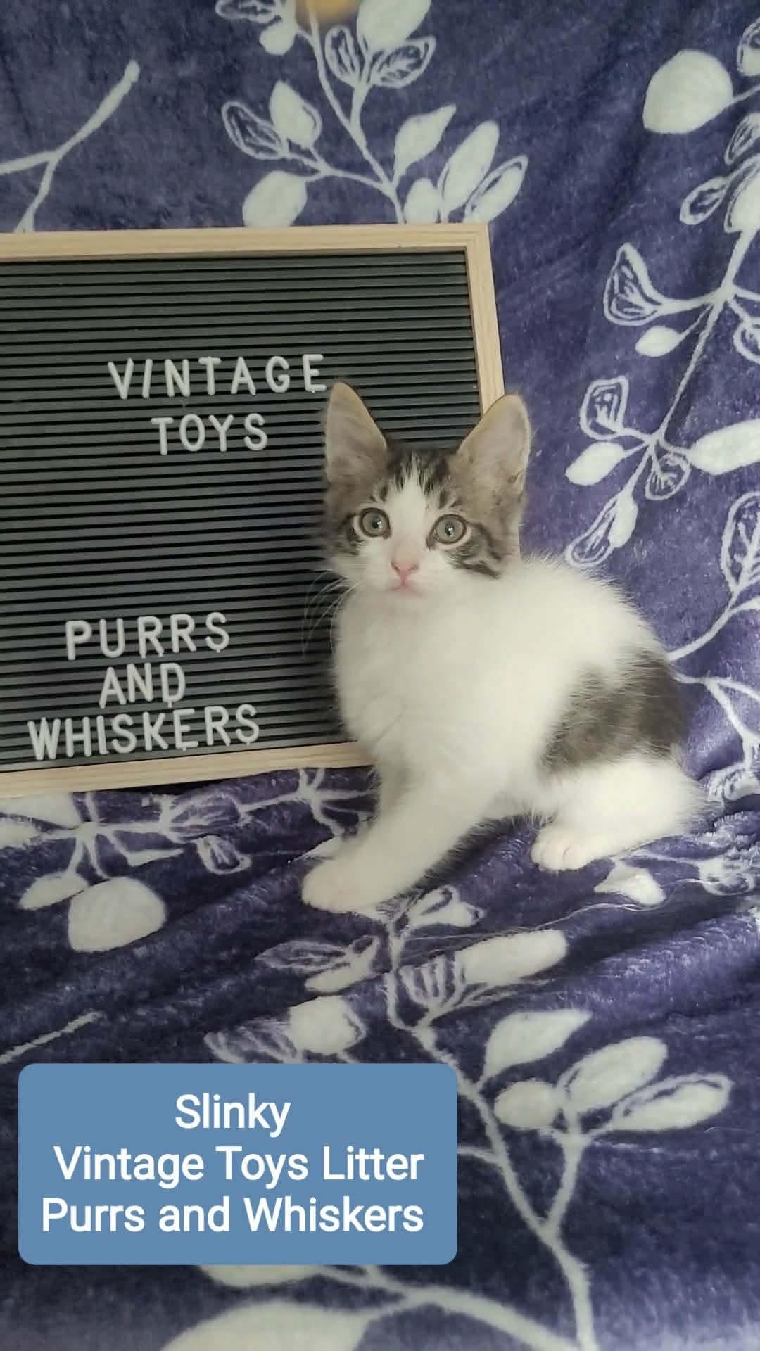 Slinky, Adoptable, Kitten Male Domestic Short Hair.