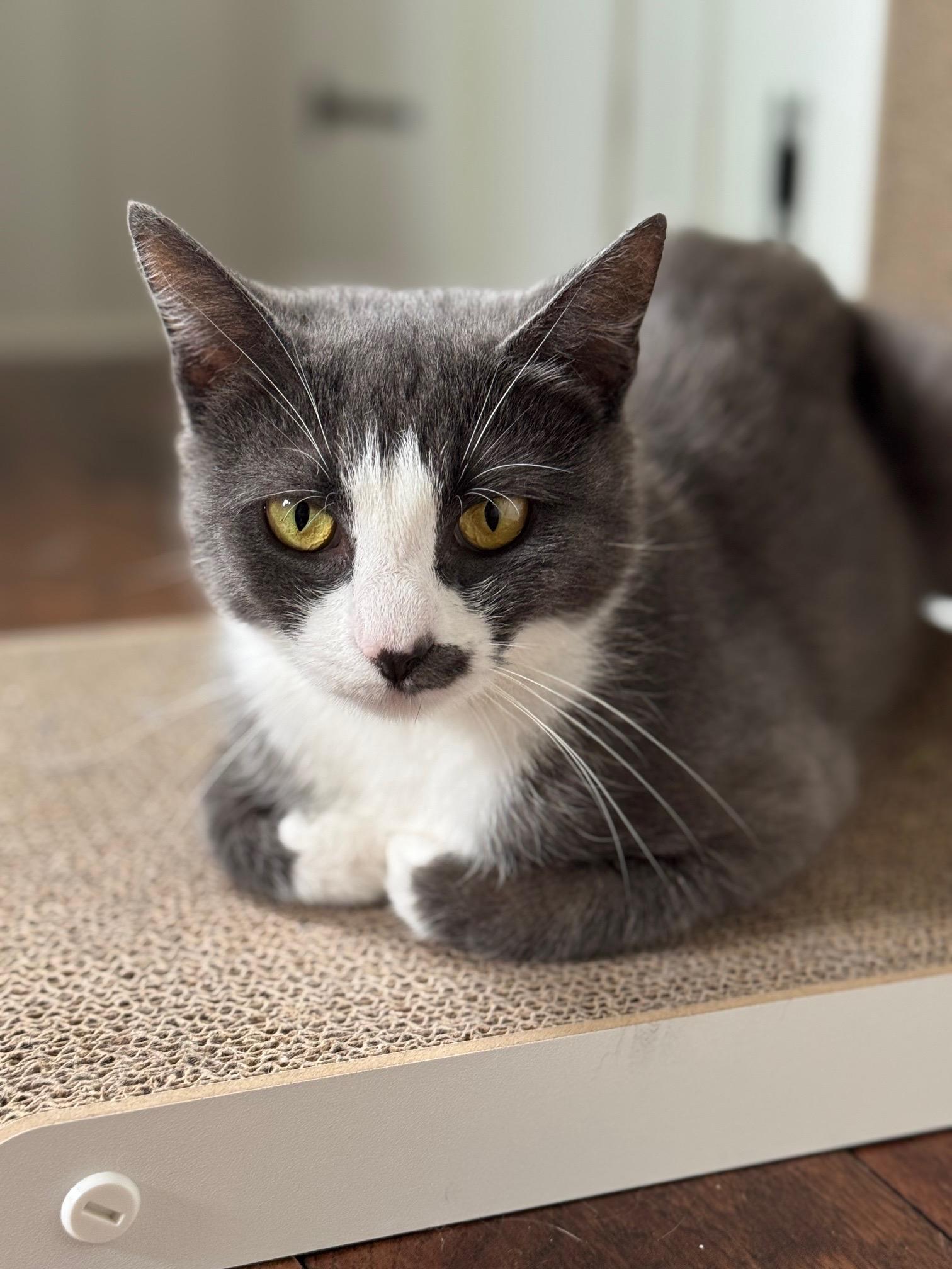 Enlarge Lady Elaine, a Adoptable American Shorthair in Pittsburgh, PA image 3/6