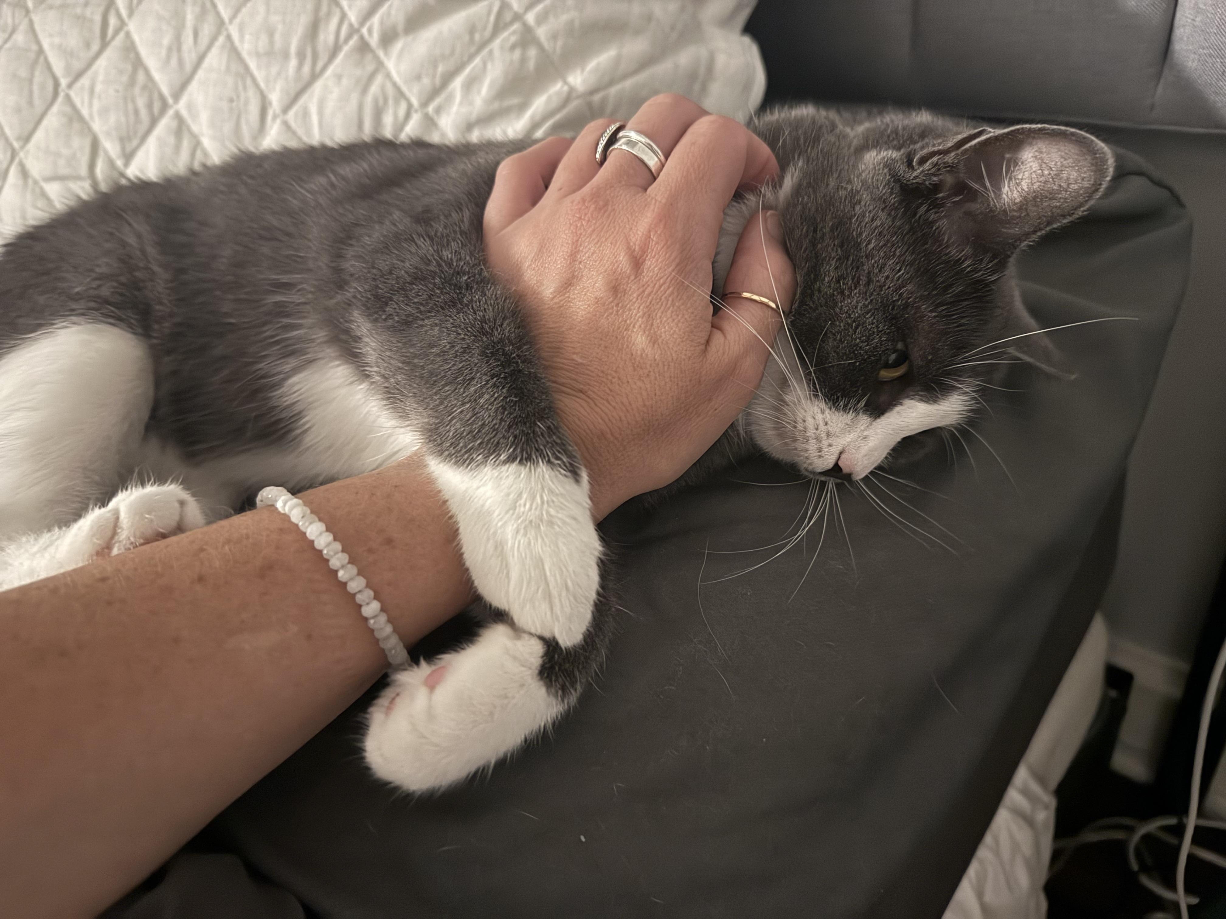 Enlarge Lady Elaine, a Adoptable American Shorthair in Pittsburgh, PA image 4/6