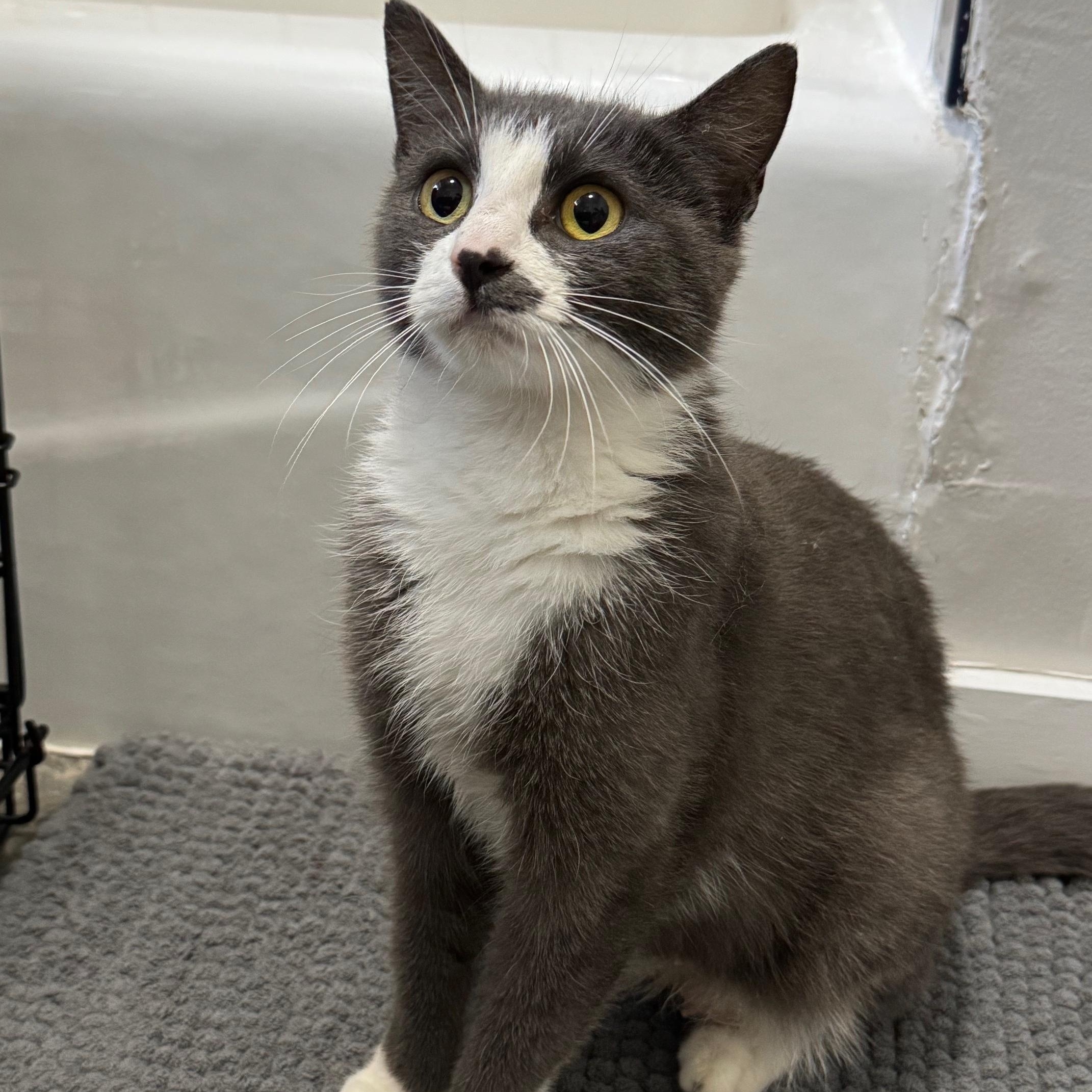 Enlarge Lady Elaine, a Adoptable American Shorthair in Pittsburgh, PA image 6/6