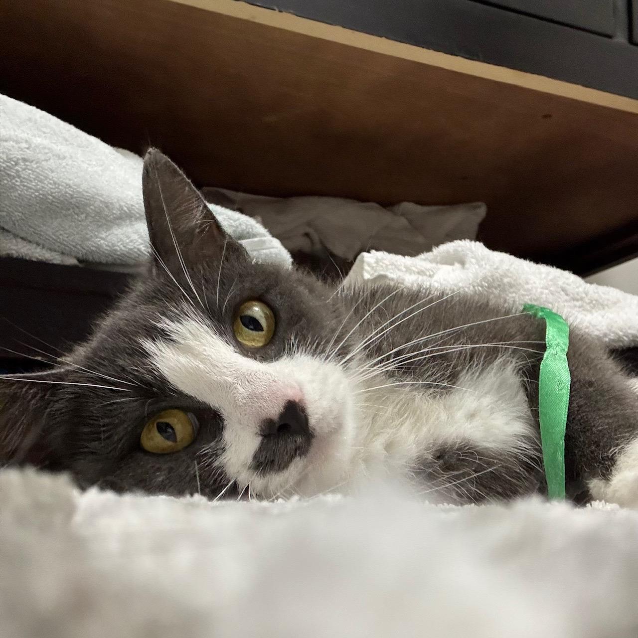 Enlarge Lady Elaine, a Adoptable American Shorthair in Pittsburgh, PA image 1/6