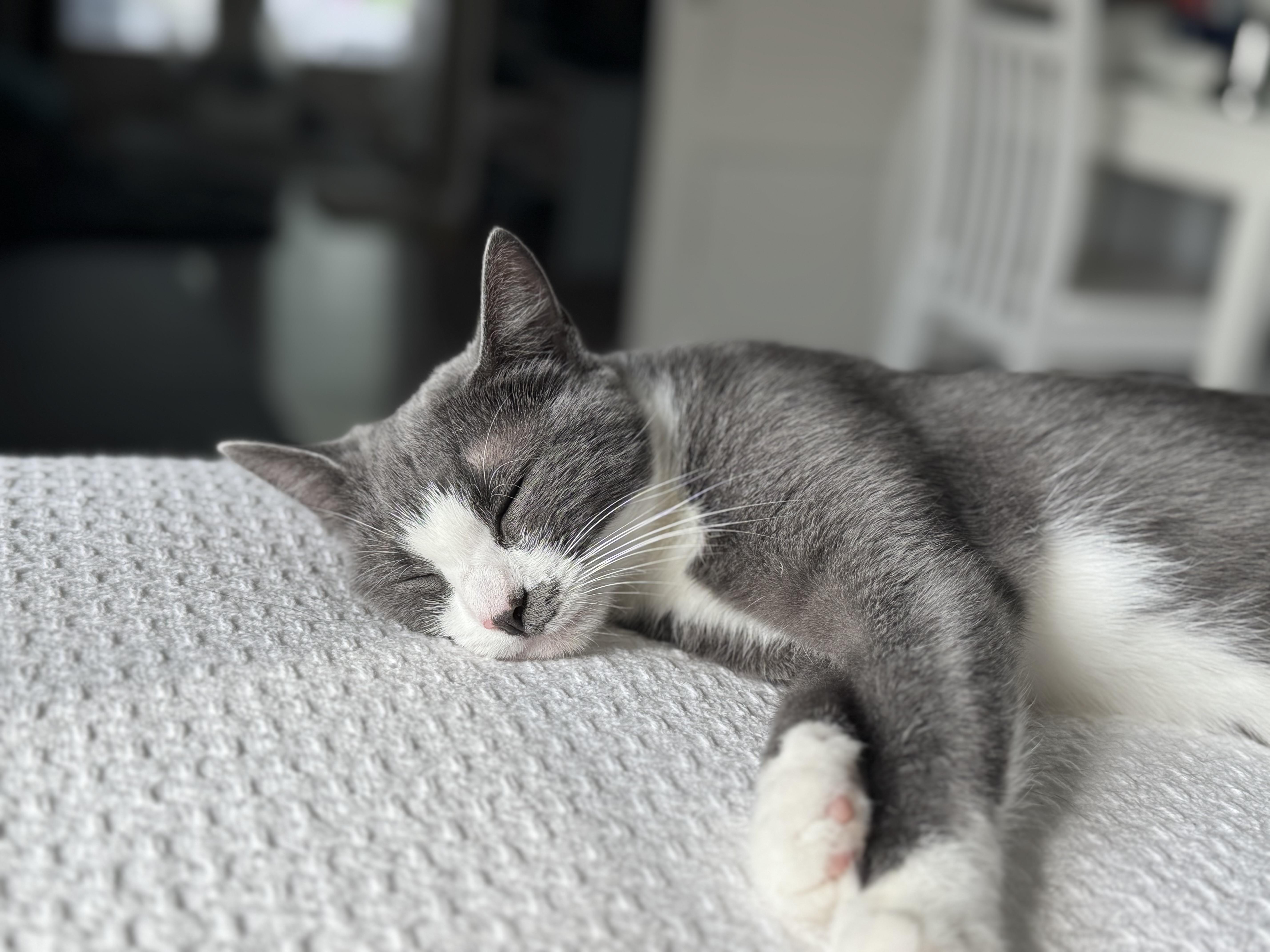 Enlarge Lady Elaine, a Adoptable American Shorthair in Pittsburgh, PA image 5/6