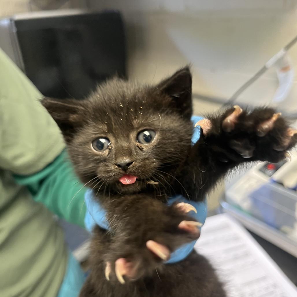 Linda, Adoptable, Kitten Female Domestic Short Hair.