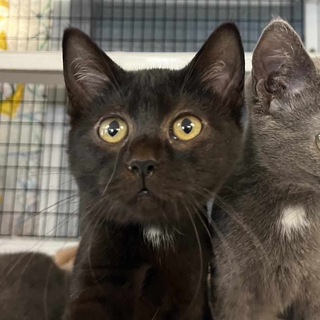 Enlarge Linda, a Adoptable Domestic Short Hair in Ruckersville, VA image 2/3