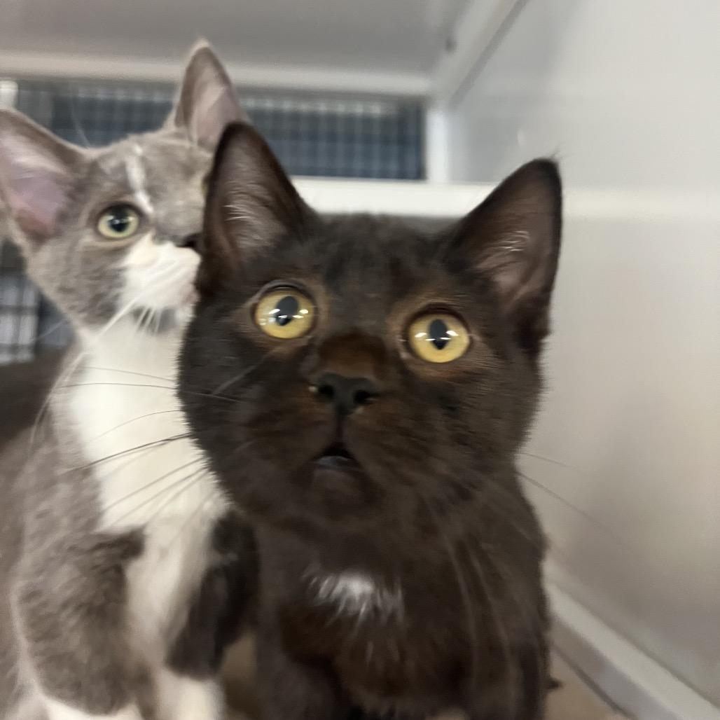 Enlarge Linda, a Adoptable Domestic Short Hair in Ruckersville, VA image 3/3