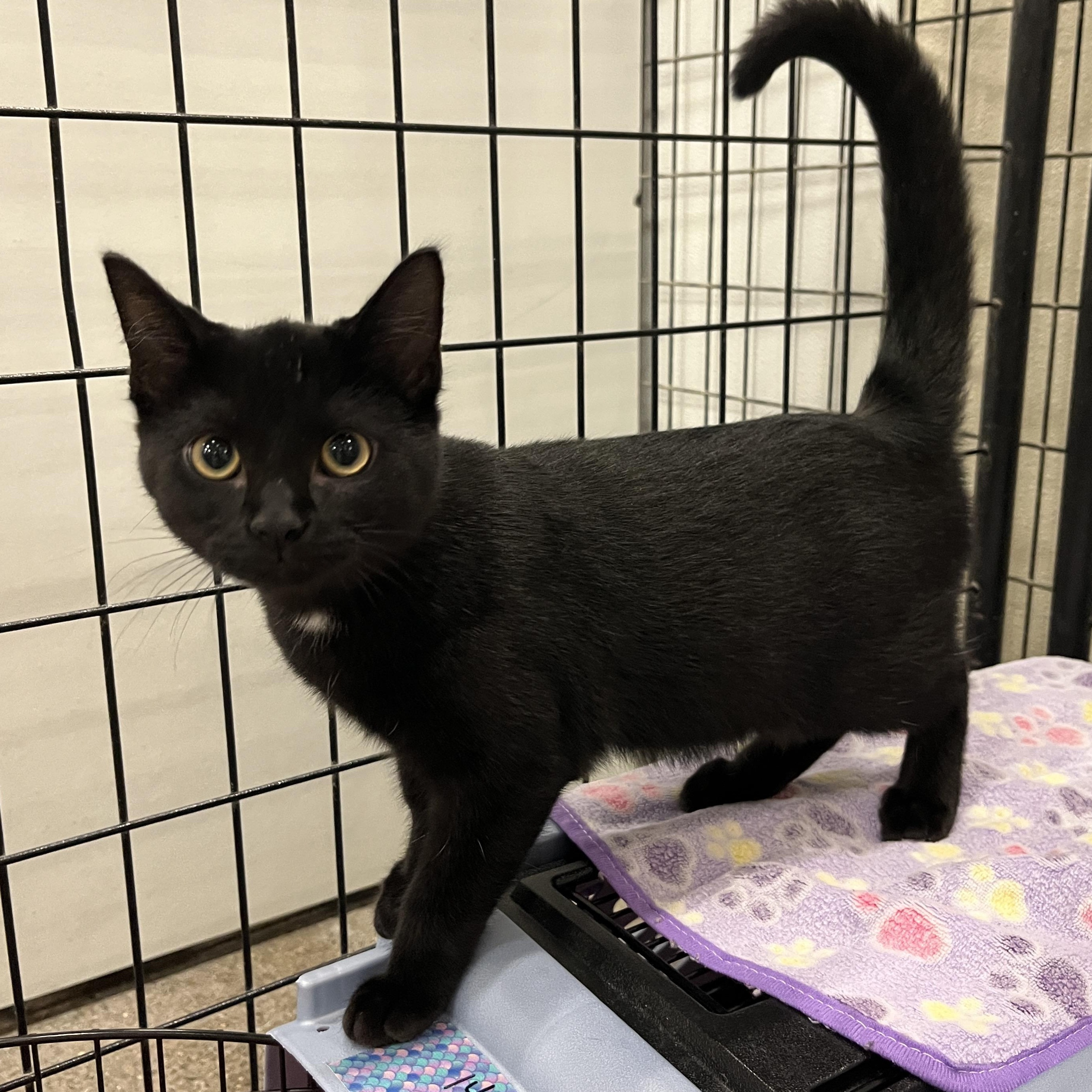 Enlarge Melita, a Adopted mixed breed in Columbus, OH image 3/4