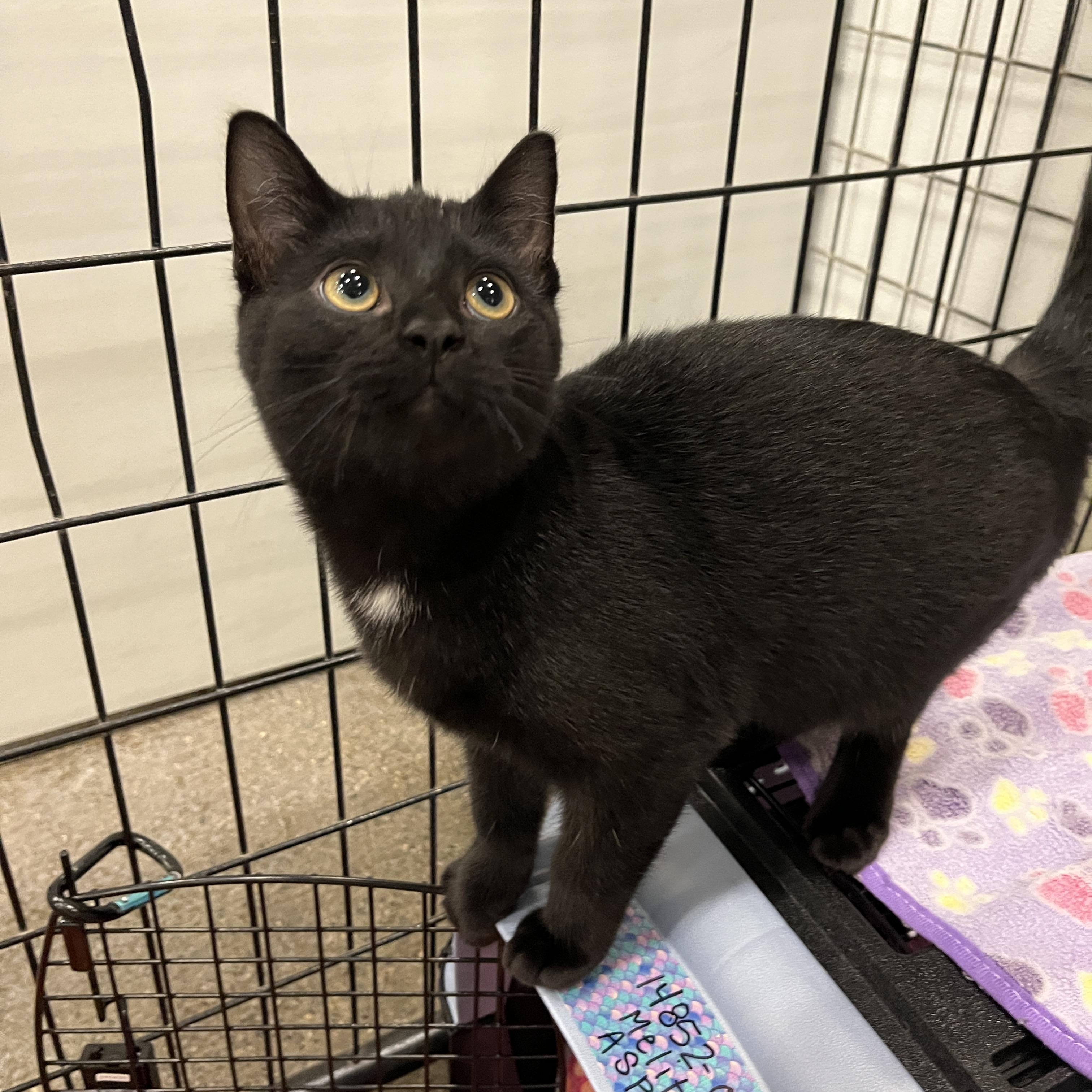 Melita, Adopted, Kitten Female Domestic Short Hair.