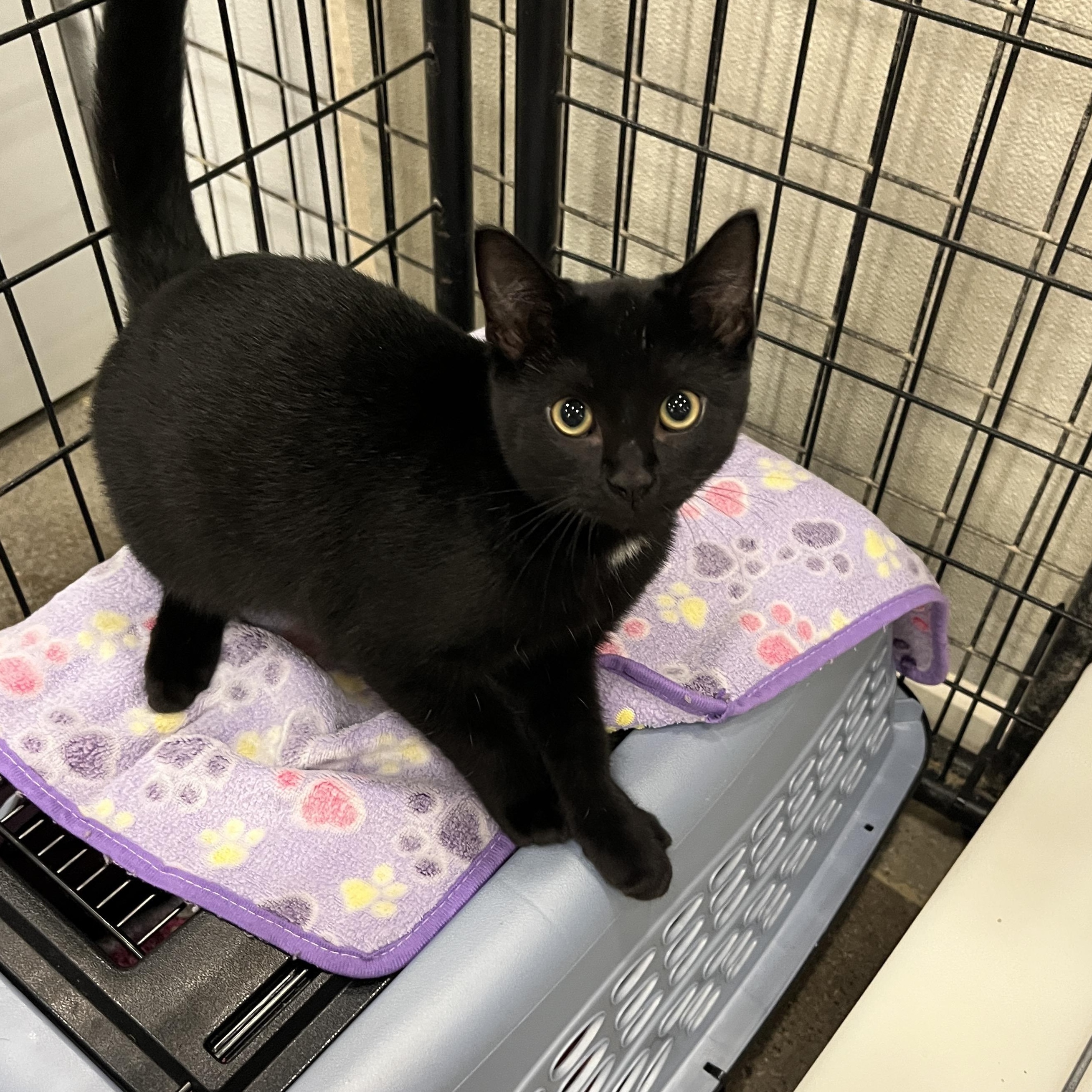 Enlarge Melita, a Adopted mixed breed in Columbus, OH image 4/4
