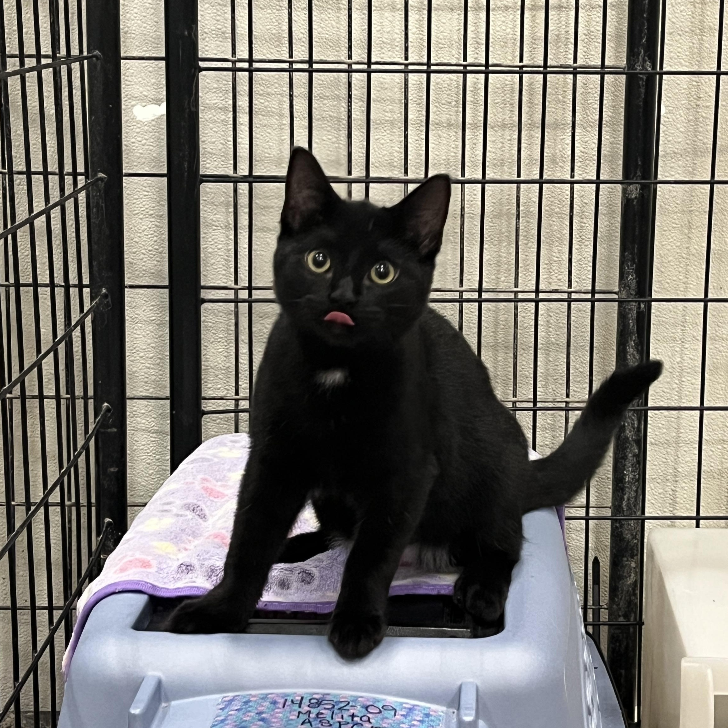 Enlarge Melita, a Adopted mixed breed in Columbus, OH image 2/4