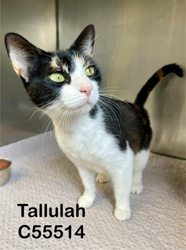Enlarge Tallulah, a Adoptable mixed breed in Clarksville, TN image 1/2