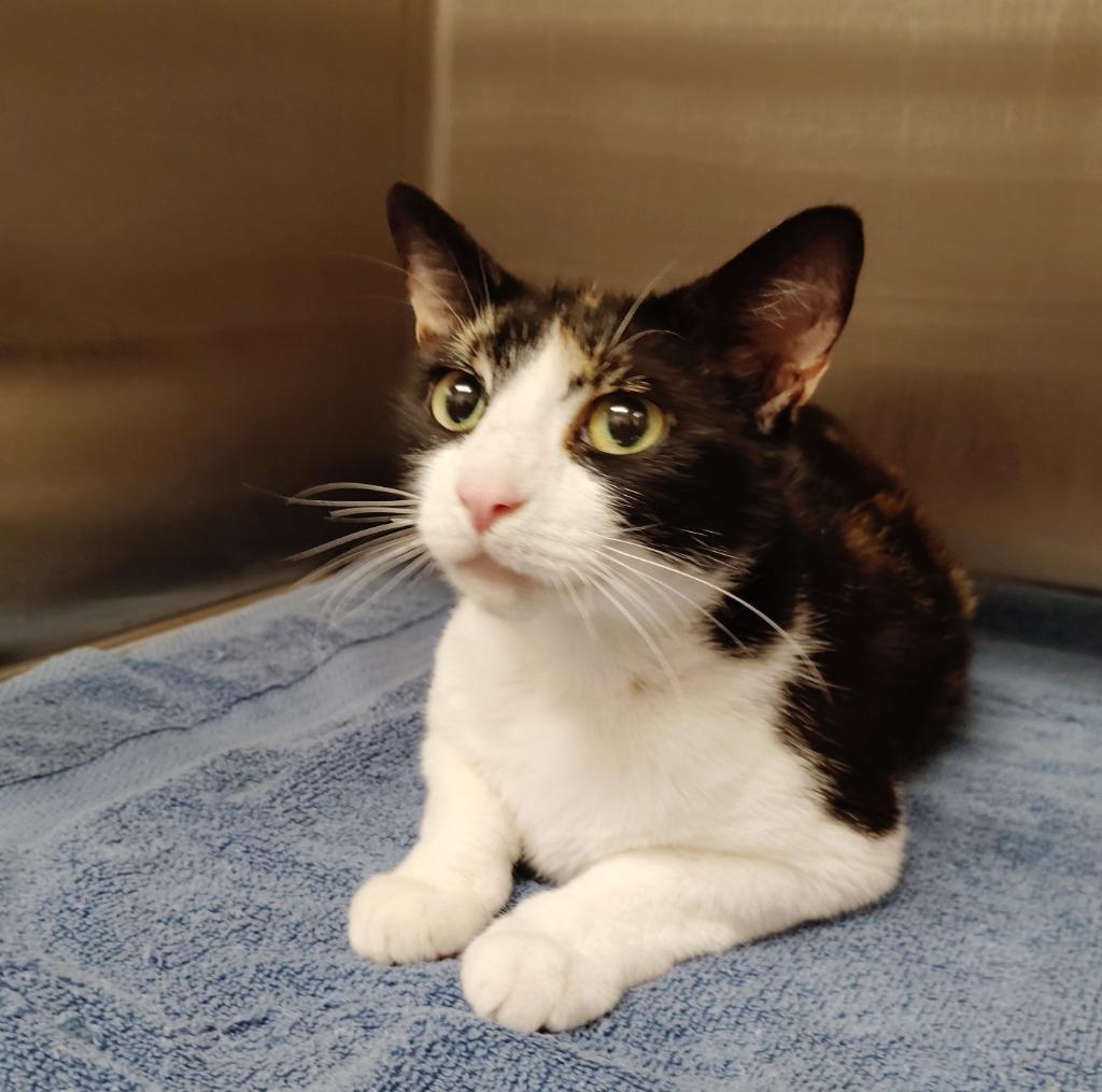 Enlarge Tallulah, a Adoptable mixed breed in Clarksville, TN image 2/2