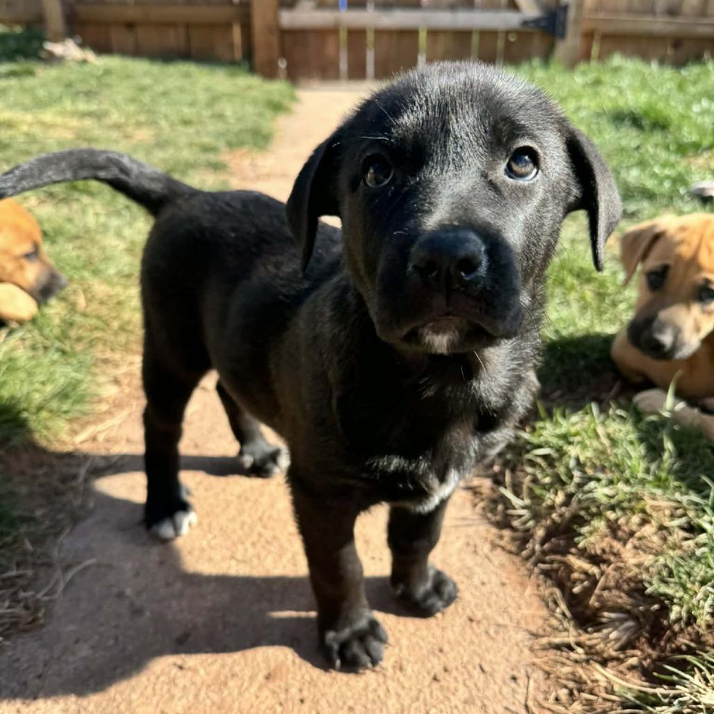 Enlarge Mia Female 4, a Adoptable mixed breed in manchester, PA image 1/2