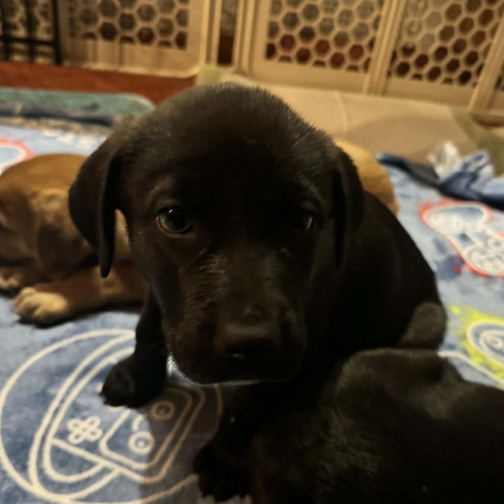 Enlarge Mia Female 4, a Adoptable mixed breed in manchester, PA image 2/2