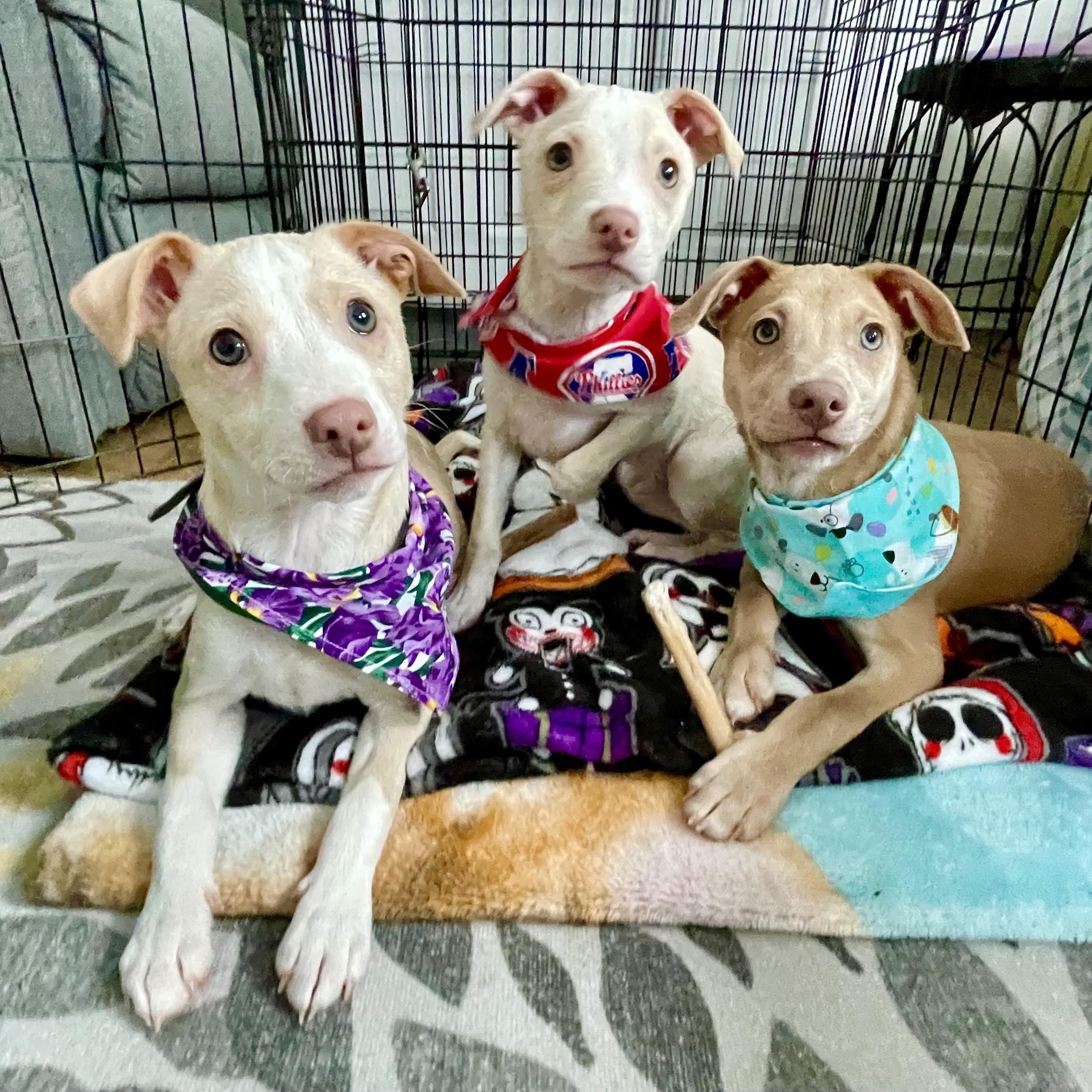BOSCO, CHARLIE & JUJUBEE, ADOPTABLE, Puppy Male Chihuahua & Mixed Breed.