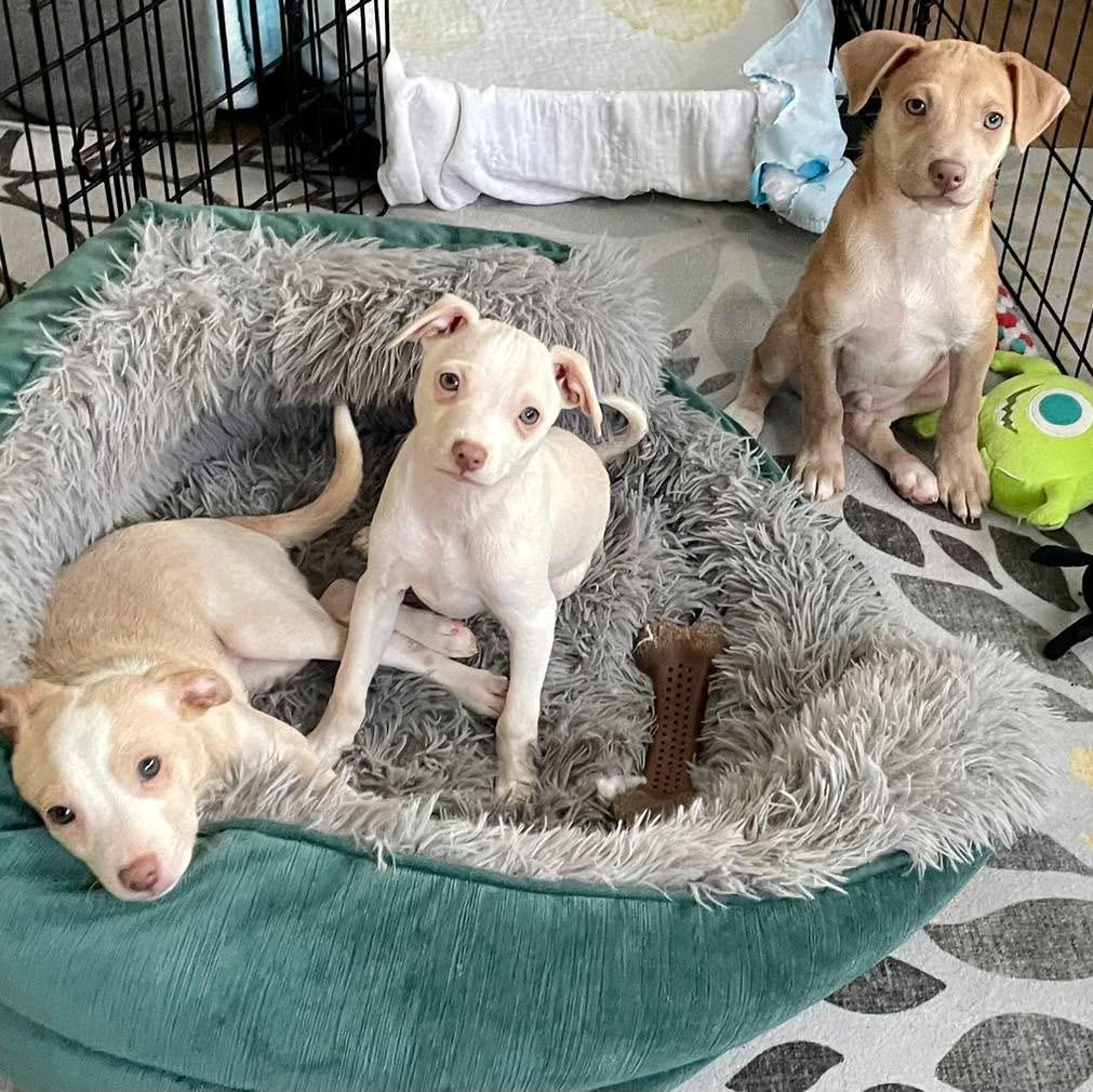 Enlarge BOSCO, CHARLIE & JUJUBEE, a ADOPTABLE mixed breed in Hamilton, NJ image 4/5