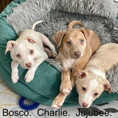 BOSCO, CHARLIE & JUJUBEE, ADOPTABLE, Puppy Male Chihuahua.
