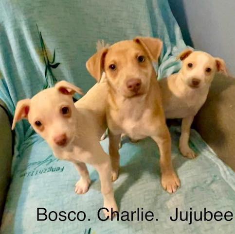 Enlarge BOSCO, CHARLIE & JUJUBEE, a ADOPTABLE mixed breed in Hamilton, NJ image 5/5