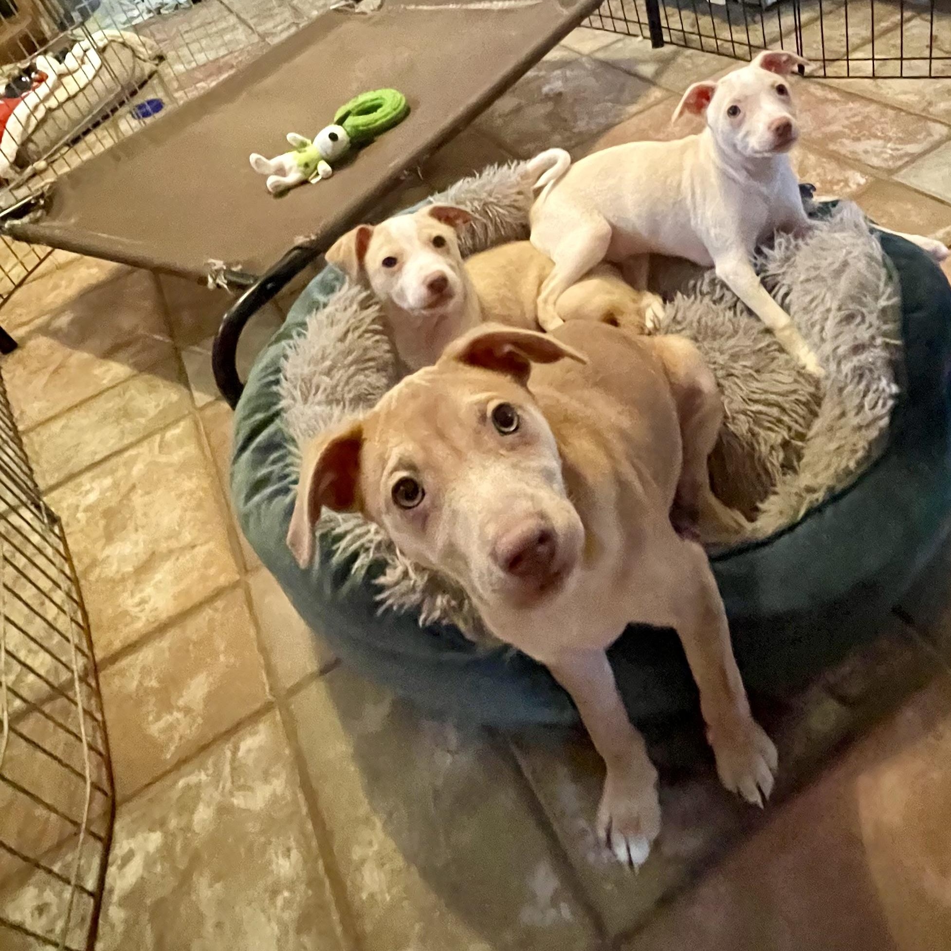 Enlarge BOSCO, CHARLIE & JUJUBEE, a ADOPTABLE mixed breed in Hamilton, NJ image 2/5