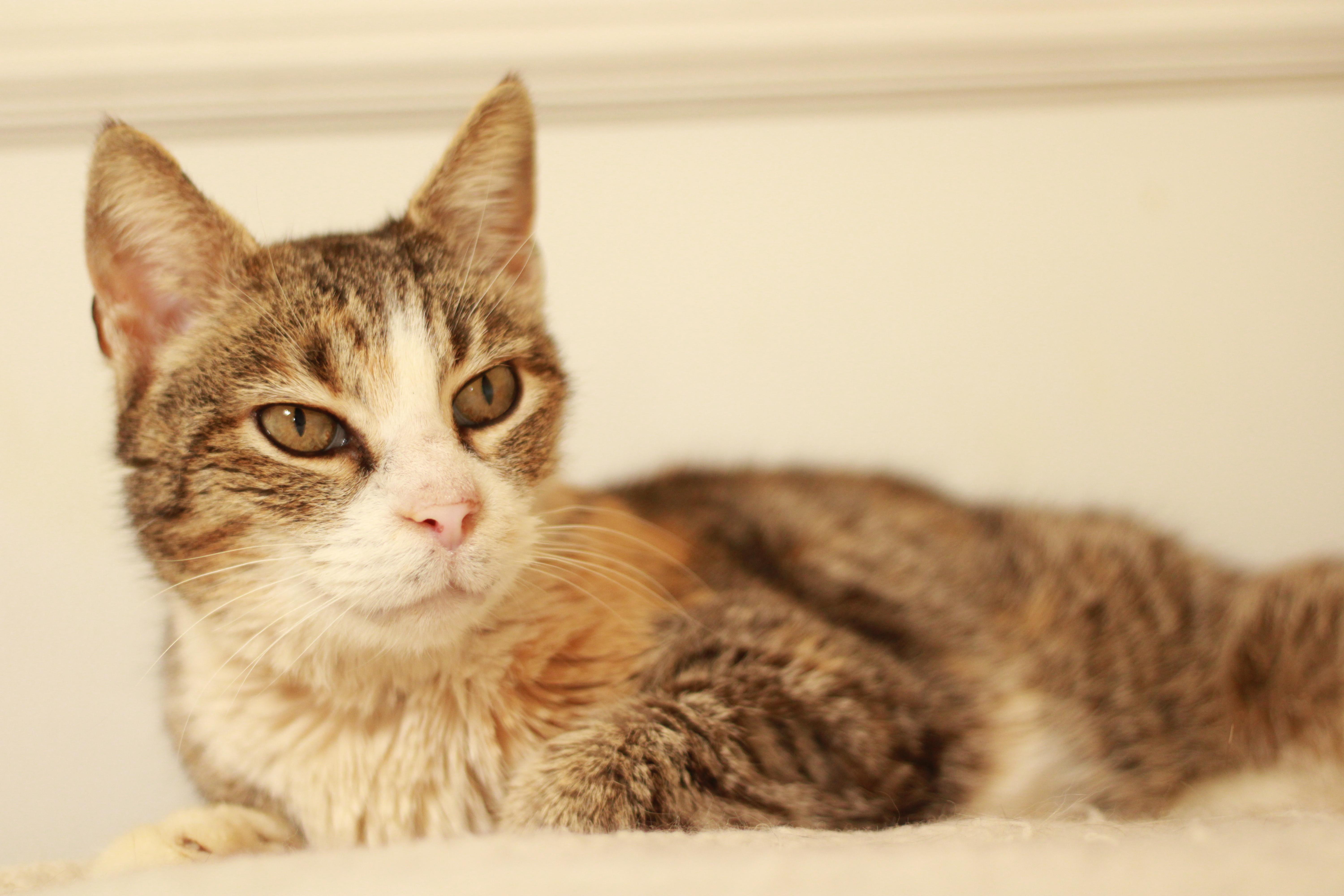 Lottie, a Adoptable Domestic Short Hair image 5/6