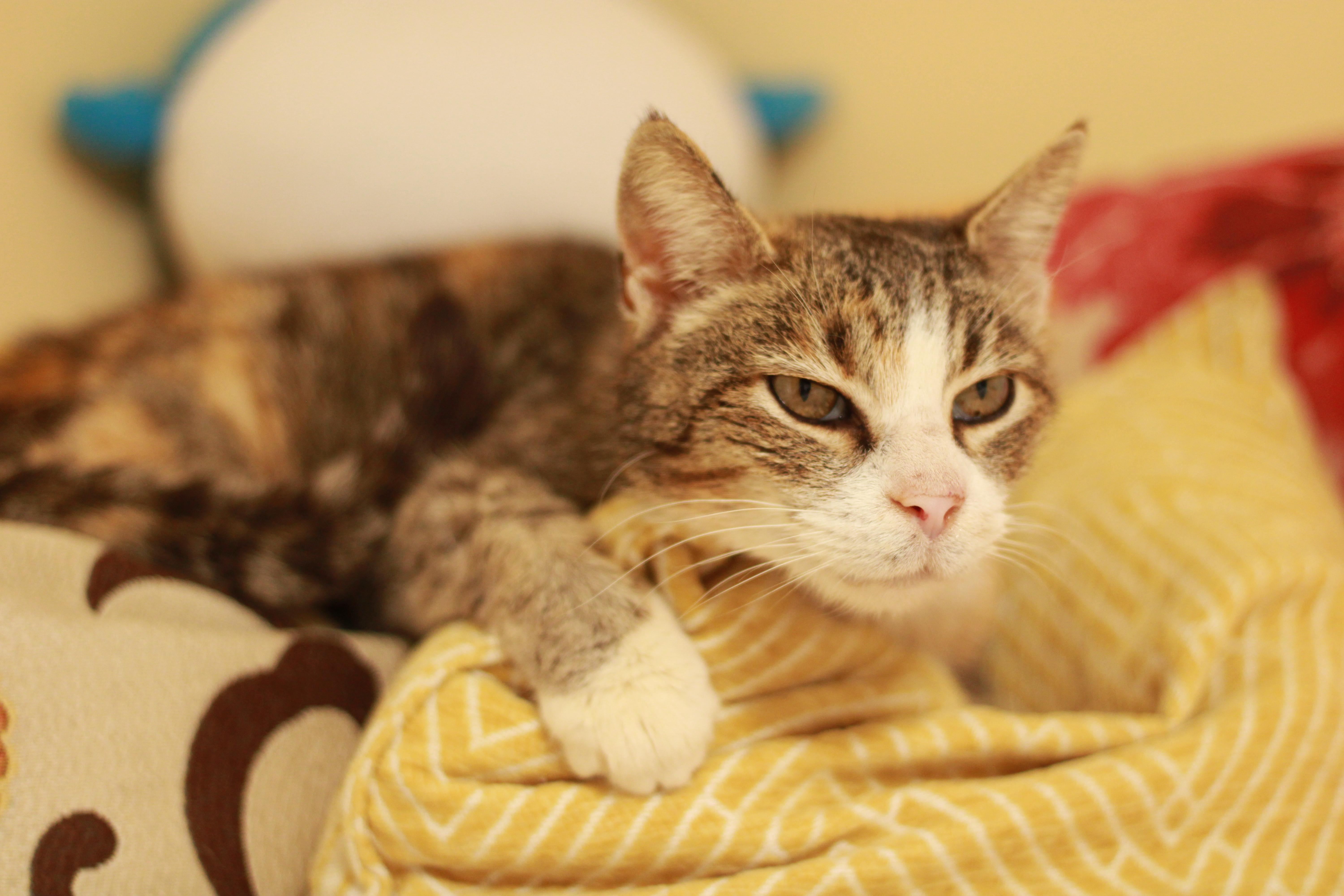 Lottie, a Adoptable Domestic Short Hair image 6/6