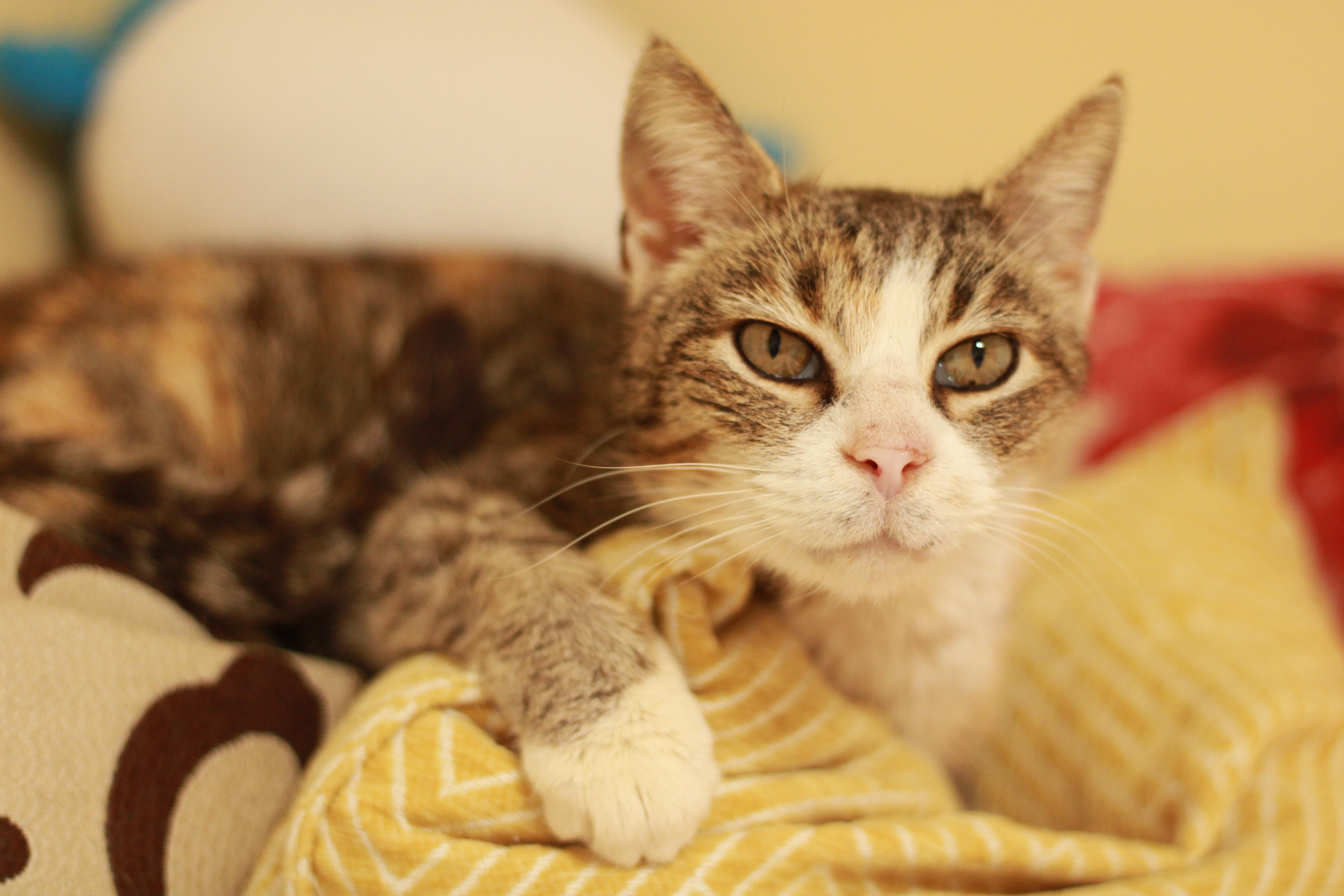 Lottie, Adoptable, Senior Female Domestic Short Hair.