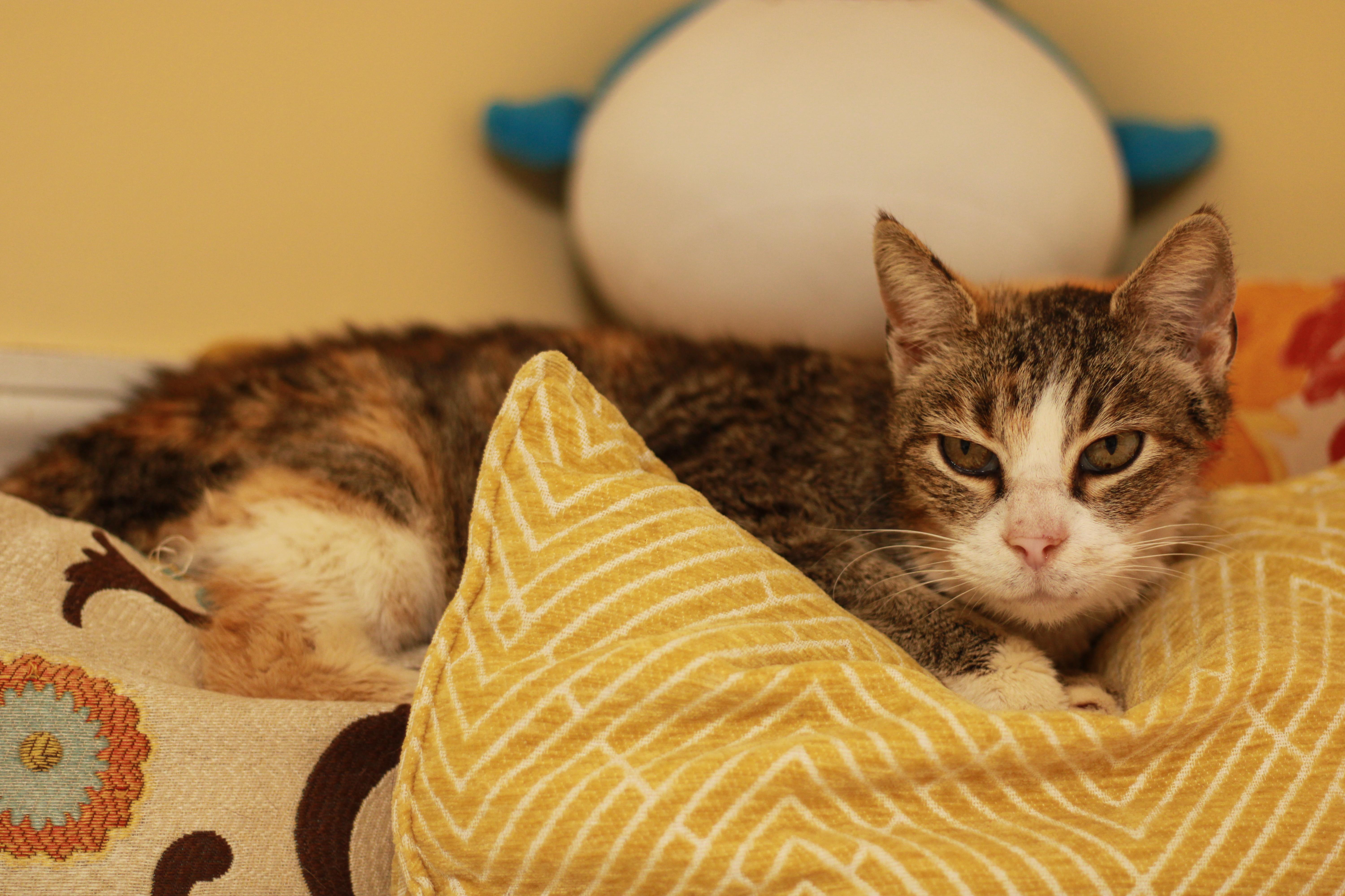 Lottie, a Adoptable Domestic Short Hair image 4/6