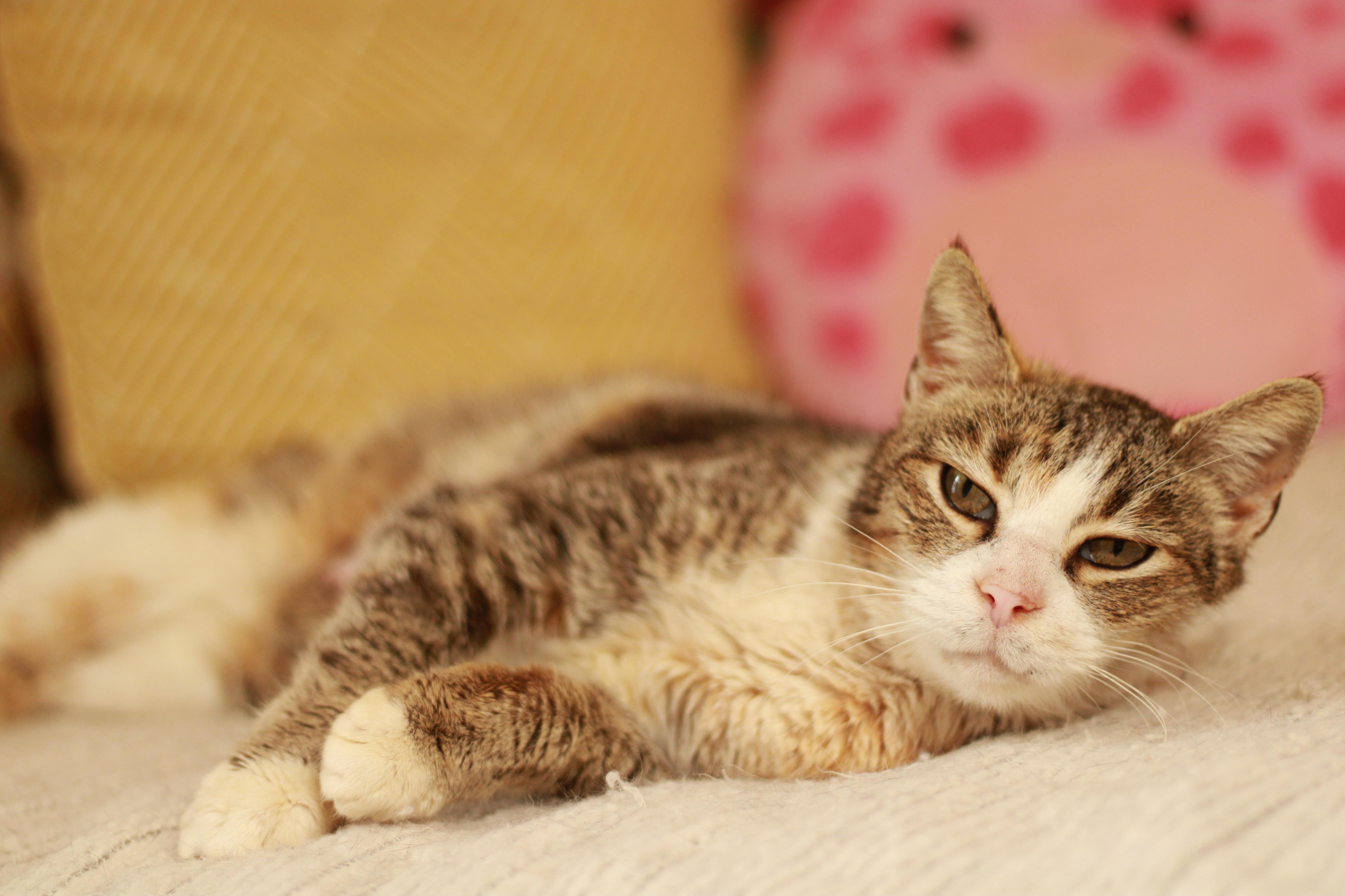 Lottie, a Adoptable Domestic Short Hair image 2/6