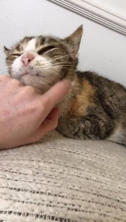 Enlarge Lottie, a Adoptable Domestic Short Hair video 3/6